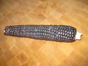 Blue Corn-1