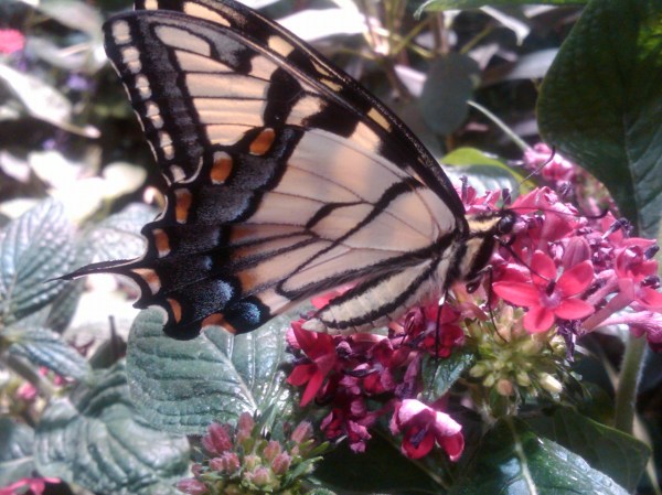 IMG00163-20110327-1336-1