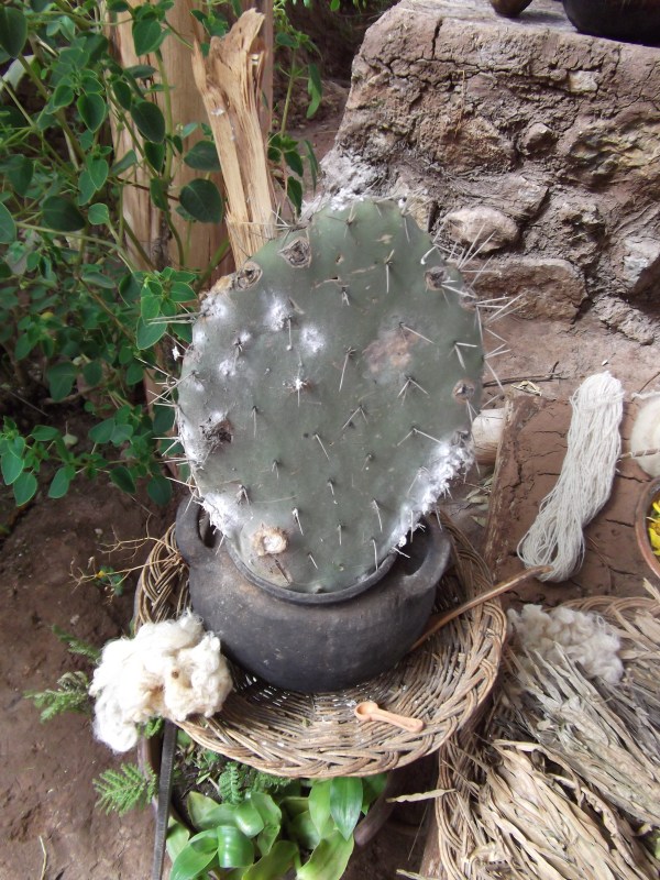 Cochineal on Host Cactus