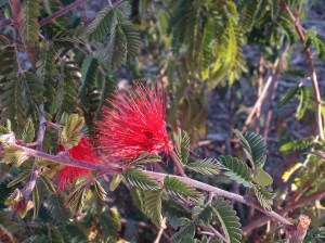 Red Fairy Duster